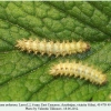 melitaea arduinna2 larva2 c